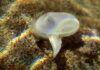 Rare ‘fossil’ clam discovered alive A dazzling play of colors highlights Southern California’s long lost clam. Photo Credit: Jeff Goddard