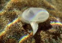 Rare ‘fossil’ clam discovered alive A dazzling play of colors highlights Southern California’s long lost clam. Photo Credit: Jeff Goddard