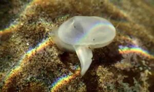 A dazzling play of colors highlights Southern California’s long lost clam.Photo Credit: Jeff Goddard