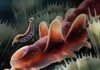 Welsh ‘weird wonder’ fossils add piece to puzzle of arthropod evolution Artistic reconstruction of the Ordovician fossils Mieridduryn bonniae. Original artwork by Franz Anthony