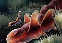 Welsh ‘weird wonder’ fossils add piece to puzzle of arthropod evolution Artistic reconstruction of the Ordovician fossils Mieridduryn bonniae. Original artwork by Franz Anthony