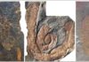 Fossil site reveals giant arthropods dominated the seas 470 million years ago Fossils from the Fezouata Shale. From left to right, a non-mineralized arthropod (Marrellomorpha), a palaeoscolecid worm and a trilobites. Credit Emmanuel Martin.