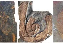 Fossil site reveals giant arthropods dominated the seas 470 million years ago Fossils from the Fezouata Shale. From left to right, a non-mineralized arthropod (Marrellomorpha), a palaeoscolecid worm and a trilobites. Credit Emmanuel Martin.