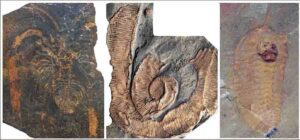 Fossils from the Fezouata Shale. From left to right, a non-mineralized arthropod (Marrellomorpha), a palaeoscolecid worm and a trilobites. Credit Emmanuel Martin. 