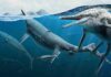 Giant extinct marine reptile graveyard was likely ancient birthing grounds Artist’s life reconstruction of adult and newly born Triassic ichthyosaurs Shonisaurus, 2022. Credit: Gabriel Ugueto.