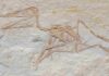 Oldest Pterodactylus fossil found in Germany Pterodactylus antiquus, DMA-JP-2014/004, from the Upper Jurassic (Kimmeridgian) Torleite Formation of Painten; overview photograph.