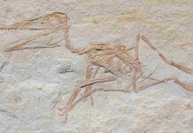 Oldest Pterodactylus fossil found in Germany Pterodactylus antiquus, DMA-JP-2014/004, from the Upper Jurassic (Kimmeridgian) Torleite Formation of Painten; overview photograph.