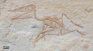 Pterodactylus antiquus, DMA-JP-2014/004, from the Upper Jurassic (Kimmeridgian) Torleite Formation of Painten; overview photograph.