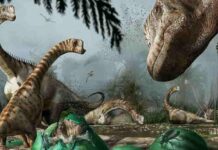 What the inner ear of Europasaurus reveals about its life Fig. 1: Some adult individuals watch over the newly-hatched Europasaurus chicks which are leaving the nest to join their herd. Commissioned artwork by Davide Bonadonna.