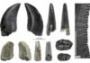 Fossils Reveal Dinosaurs of Prehistoric Patagonia A figure from the study showing teeth from a megaraptor dinosaur from various view points. The black tooth preserves most of the tooth crow. The tan tooth is missing the crown apex and base. Credit: Davis et al.