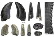 Fossils Reveal Dinosaurs of Prehistoric Patagonia A figure from the study showing teeth from a megaraptor dinosaur from various view points. The black tooth preserves most of the tooth crow. The tan tooth is missing the crown apex and base. Credit: Davis et al.