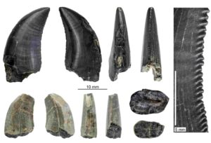 A figure from the study showing teeth from a megaraptor dinosaur from various view points. The black tooth preserves most of the tooth crow. The tan tooth is missing the crown apex and base. Credit: Davis et al.