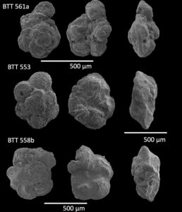 Scanning electron microscope images of tiny, ancient planktonic foraminifera, recovered from Gubbio, Italy. Credit: Gabriella Kitch