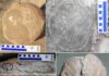 Researchers uncover 92 fossil nests belonging to some of India’s largest dinosaurs (A) Completely unhatched egg from the clutch P43. (B) Almost fully intact circular outline of egg possibly indicating it to be unhatched and no loose eggshells are found in the clutch P6. (C) Compressed egg from clutch DR10 showing hatching window (arrow showing gap) and few eggshells collected just around the hatching window (circled) which possibly represent the remnants of hatching window. (D) Egg from clutch P26 showing curved outline. (E) Deformed egg from clutch P30 showing egg surfaces slipping past each other. Credit: Dhiman et al., 2023, PLOS ONE, CC-BY 4.0 (creativecommons.org/licenses/by/4.0/)