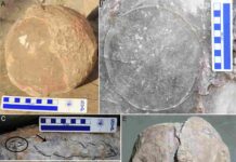 Researchers uncover 92 fossil nests belonging to some of India’s largest dinosaurs (A) Completely unhatched egg from the clutch P43. (B) Almost fully intact circular outline of egg possibly indicating it to be unhatched and no loose eggshells are found in the clutch P6. (C) Compressed egg from clutch DR10 showing hatching window (arrow showing gap) and few eggshells collected just around the hatching window (circled) which possibly represent the remnants of hatching window. (D) Egg from clutch P26 showing curved outline. (E) Deformed egg from clutch P30 showing egg surfaces slipping past each other. Credit: Dhiman et al., 2023, PLOS ONE, CC-BY 4.0 (creativecommons.org/licenses/by/4.0/)