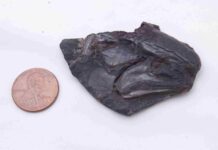319-million-year-old fish preserves the earliest fossilized brain of a backboned animal The fossilized skull of Coccocephalus wildi, an early ray-finned fish that swam in an estuary 319 million years ago. The fish is facing to the right, with the jaws visible in the lower right portion of the fossil. The eye socket is the circular, bumpy feature above the jaws. This fish would have been 6 to 8 inches long, about the size of a bluegill. Photo credit: Jeremy Marble, University of Michigan News.