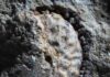 A fossil fruit from California shows ancestors of coffee and potatoes survived cataclysm that killed the dinosaurs Image of fruit belonging to Palaeophytocrene chicoensis. The Sierra College Museum of Natural History is the permanent repository for this fossil. Credit: Brian Atkinson.