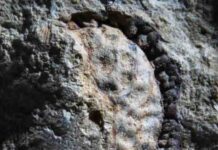 A fossil fruit from California shows ancestors of coffee and potatoes survived cataclysm that killed the dinosaurs Image of fruit belonging to Palaeophytocrene chicoensis. The Sierra College Museum of Natural History is the permanent repository for this fossil. Credit: Brian Atkinson.