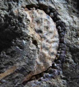 Image of fruit belonging to Palaeophytocrene chicoensis. The Sierra College Museum of Natural History is the permanent repository for this fossil. Credit: Brian Atkinson.