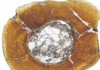 Evolution of dinosaur body size through different developmental mechanisms Microscopic view of a carnivorous dinosaur's shin bone, showing growth rings that get more closely spaced towards the outside of the bone, indicating that this individual reached adulthood.