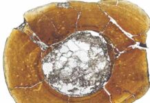 Evolution of dinosaur body size through different developmental mechanisms Microscopic view of a carnivorous dinosaur's shin bone, showing growth rings that get more closely spaced towards the outside of the bone, indicating that this individual reached adulthood.