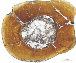 Microscopic view of a carnivorous dinosaur's shin bone, showing growth rings that get more closely spaced towards the outside of the bone, indicating that this individual reached adulthood.