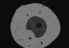 Meteorite crater discovered in French winery Microsphere from the meteorite: The iron oxide spherule found in the “Domaine du Météore” crater has a core composed of minerals typical for the crater environment and also contains a large number of microdiamonds. Photo: Frank Brenker, Goethe University Frankfurt