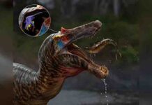 Oldest spinosaur brains revealed Artist's impression of Ceratosuchops & orientation of skull endocast. Credit: Anthony Hutchings