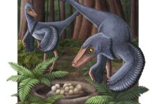 Analysis of dinosaur eggshells: Bird-like Troodon laid 4 to 6 eggs in a communal nest Artist’s impression of two Troodons with a common nest. Illustration: Alex Boersma/PNAS