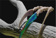 Dinosaur claws used for digging and display Therizinosaurs claw hooking and pulling trees Credit: Shuyang Zhou for the 3D modelling and functional scenario restoration