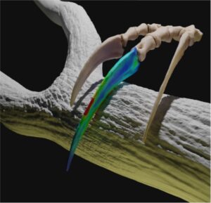 Therizinosaurs claw hooking and pulling trees Credit: Shuyang Zhou for the 3D modelling and functional scenario restoration