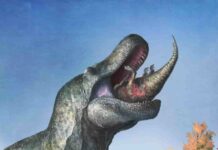 Predatory dinosaurs such as T. rex sported lizard-like lips A juvenile Edmontosaurus disappears into the enormous, lipped mouth of Tyrannosaurus. Credit Dr Mark Witton