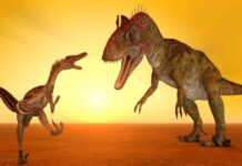 Dinosaurs were the first to take the perspectives of others Dinosaur Photo: MICHAEL ROSSKOTHEN/MostPhotos