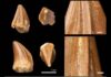 Fossil of mosasaur with bizarre ‘screwdriver teeth’ found in Morocco The strange ridges on the teeth indicate a specialised feeding strategy, however its diet remains a mystery. (Photo by Dr Nick Longrich)