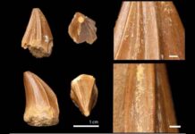 Fossil of mosasaur with bizarre ‘screwdriver teeth’ found in Morocco The strange ridges on the teeth indicate a specialised feeding strategy, however its diet remains a mystery. (Photo by Dr Nick Longrich)