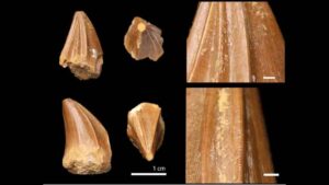 The strange ridges on the teeth indicate a specialised feeding strategy, however its diet remains a mystery. (Photo by Dr Nick Longrich)