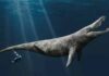 Giants of the Jurassic seas were twice the size of a killer whale An artist’s impression of the pliosaur by Megan Jacobs, University of Portsmouth