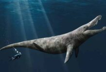 Giants of the Jurassic seas were twice the size of a killer whale An artist’s impression of the pliosaur by Megan Jacobs, University of Portsmouth