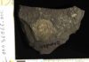 Golden fossils reveal origins of exceptional preservation Ammonite fossil From the Ohmden quarry, Posidonia shale lagerstatte. Credit: Sinjini Sinha