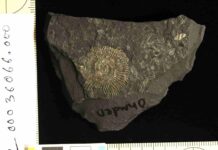 Golden fossils reveal origins of exceptional preservation Ammonite fossil From the Ohmden quarry, Posidonia shale lagerstatte. Credit: Sinjini Sinha