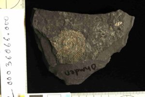 Ammonite fossil From the Ohmden quarry, Posidonia shale lagerstatte. Credit: Sinjini Sinha