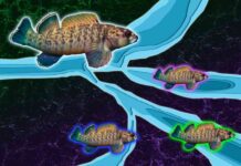 River erosion can shape fish evolution An MIT study of the freshwater greenfin darter fish suggests river erosion can be a driver of biodiversity in tectonically inactive regions. Credits: Image: Jose-Luis Olivares/MIT with fish photo by Isaac Szabo