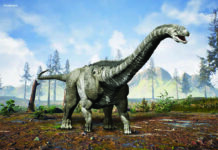 What was the largest dinosaurs? Argentinosaurus is still widely considered the heaviest dinosaur. Based on its mid-range estimate, it weighed the same as about nine T. rexes or 13 African elephants!
