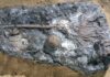 The largest fossil crinoids ever Periechocrinus, a Silurian crinoid. BGS © UKRI.