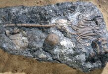 The largest fossil crinoids ever Periechocrinus, a Silurian crinoid. BGS © UKRI.