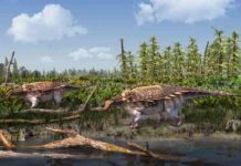 Ankylosaur: New armoured dinosaur discovered Two Vectipelta barretti - copyright Stuart Pond