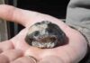 First side-necked turtle ever discovered in UK The fossil was found on a National Trust beach on the Isle of Wight