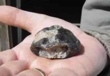 First side-necked turtle ever discovered in UK The fossil was found on a National Trust beach on the Isle of Wight