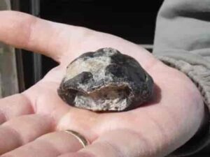  The fossil was found on a National Trust beach on the Isle of Wight 