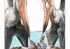 Flying reptiles had nurturing parental style Artwork by James Robins.